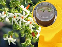 ଆଣ୍ଠୁଗଣ୍ଠି ଯନ୍ତ୍ରଣାରୁ ମୁକ୍ତି ଦିଏ ଏହି ଫୁଲରେ ପ୍ରସ୍ତୁତ କାଢା... 