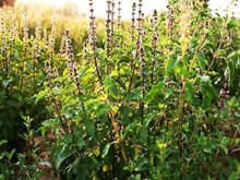 ୧୫ ହଜାର ଟଙ୍କା ବିନିଯୋଗ କରି ଆରମ୍ଭ କରନ୍ତୁ ଏହି ବ୍ୟବସାୟ ; ଆୟ କରିପାରିବେ ଲକ୍ଷ ଲକ୍ଷ ଟଙ୍କା ୧୫ ହଜାର ଟଙ୍କା ବିନିଯୋଗ କରି ଆରମ୍ଭ କରନ୍ତୁ ଏହି ବ୍ୟବସାୟ ; ଆୟ କରିପାରିବେ ଲକ୍ଷ ଲକ୍ଷ ଟଙ୍କା