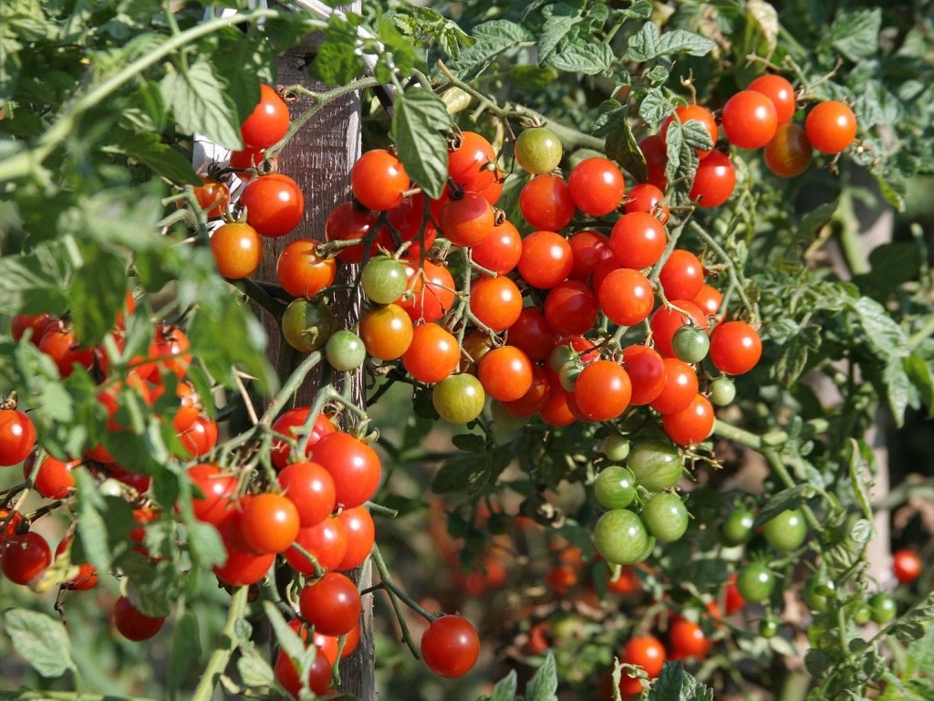 business opportunities start tomato farming