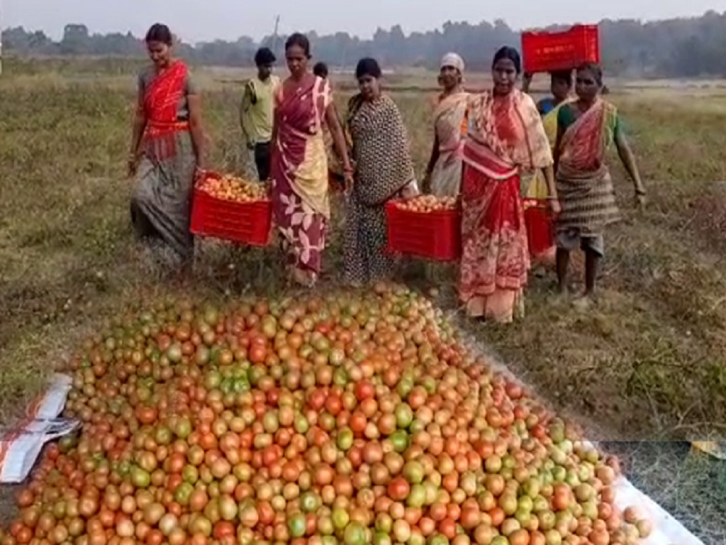 5 women became millionaires by cultivating tomato