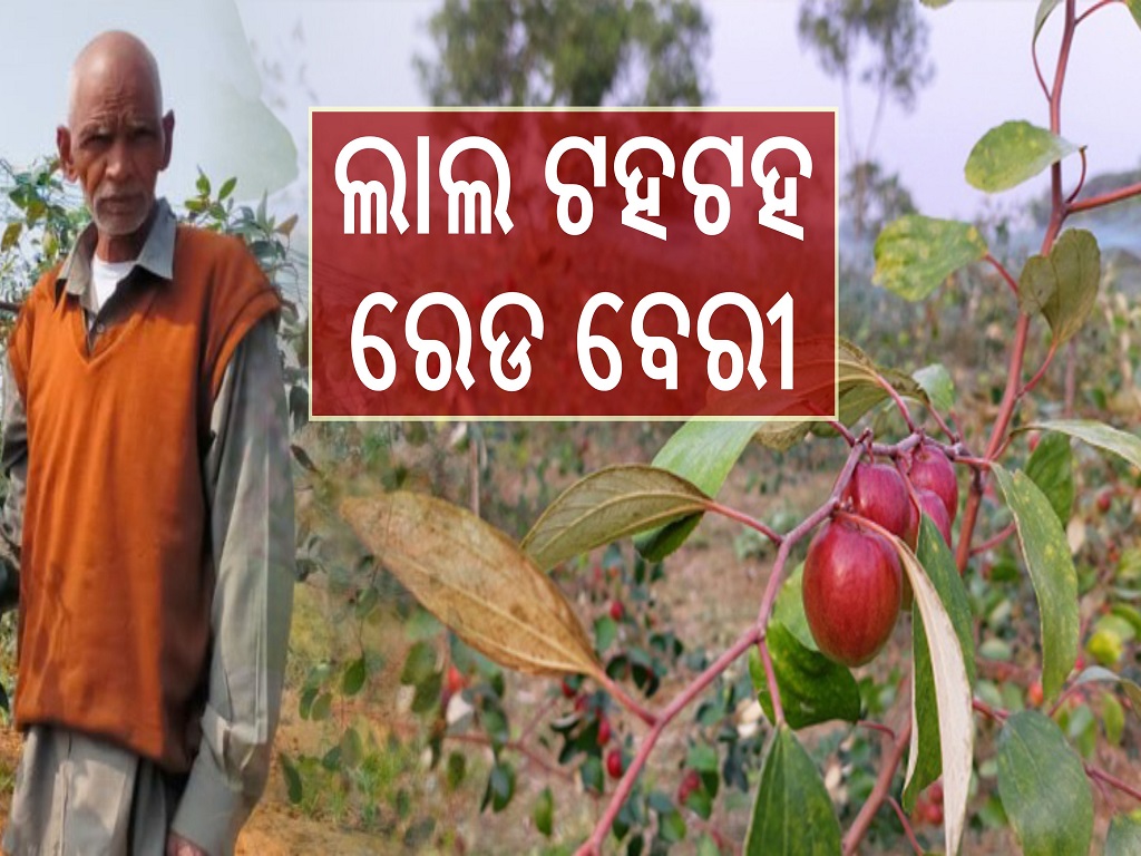 Bhagirathi sahoo and his kashmiri red Berry farming