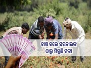 ପନିପରିବା ଚାଷ କଲେ ମିଳୁଛି ଟଙ୍କା, ଜାଣନ୍ତୁ ଫାଇଦା କେତେ ?