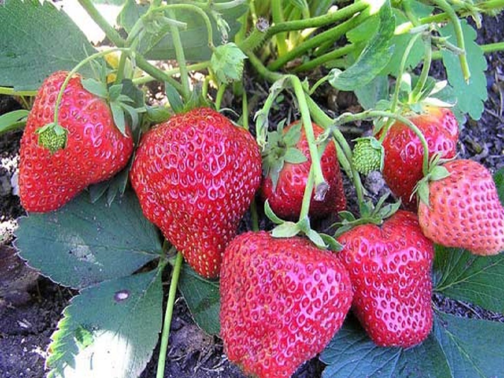 Kotia Strawberry Farming