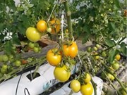 Hydroponic farming:ବିନା ମାଟିରେ ଚାଷ, ଜାଣିଛନ୍ତି କି ?