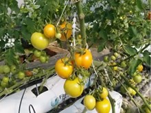 Hydroponic farming:ବିନା ମାଟିରେ ଚାଷ, ଜାଣିଛନ୍ତି କି ? Hydroponic farming:ବିନା ମାଟିରେ ଚାଷ, ଜାଣିଛନ୍ତି କି ?