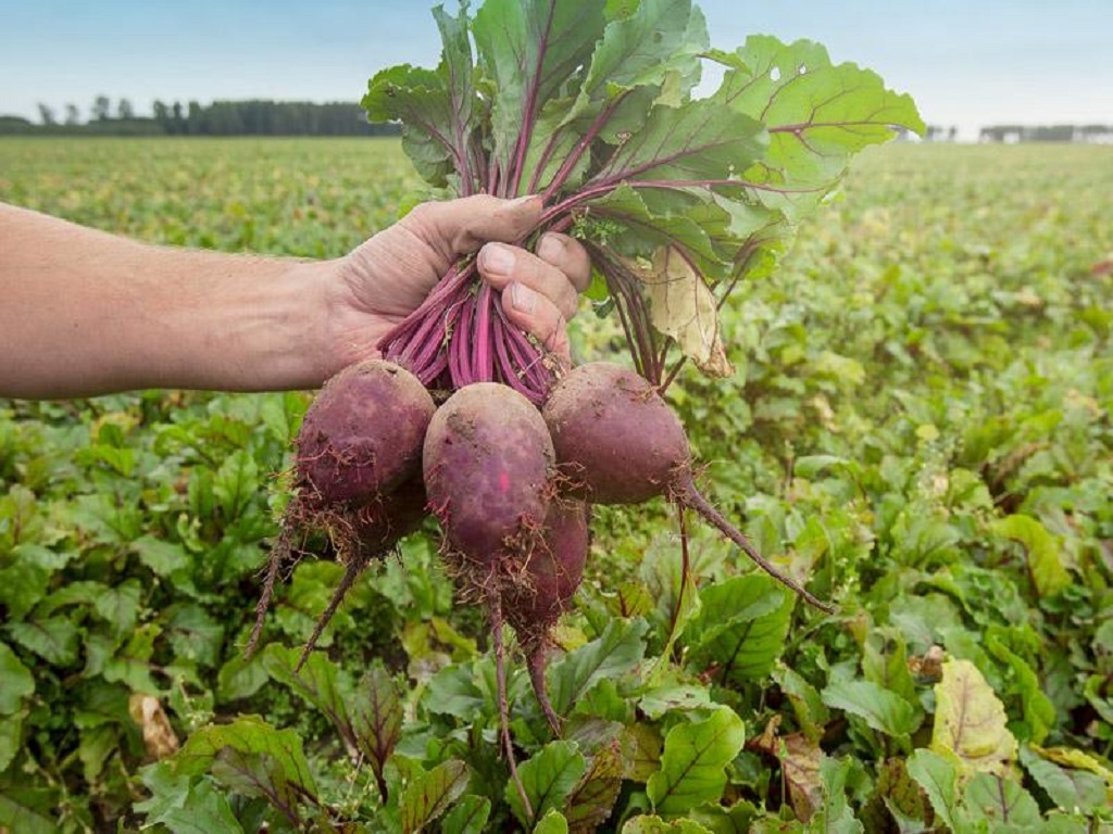 business opportunities start Carrot and  Beetroot farming with low investment earn lakh rupees check how