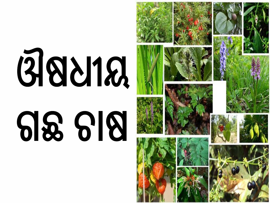 cultivation of Medicinal plants in odisha