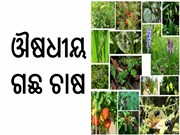 ଓଡ଼ିଶାରେ ଔଷଧୀୟ ବୃକ୍ଷ ଚାଷ କରି ହୁଅନ୍ତୁ ଲାଭବାନ, ଜାଣନ୍ତୁ...