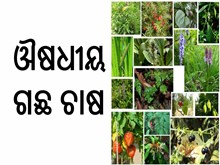 ଓଡ଼ିଶାରେ ଔଷଧୀୟ ବୃକ୍ଷ ଚାଷ କରି ହୁଅନ୍ତୁ ଲାଭବାନ, ଜାଣନ୍ତୁ... ଓଡ଼ିଶାରେ ଔଷଧୀୟ ବୃକ୍ଷ ଚାଷ କରି ହୁଅନ୍ତୁ ଲାଭବାନ, ଜାଣନ୍ତୁ...