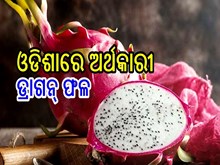 ଏହି ବ୍ୟବସାୟ କଲେ କମ ଖର୍ଚ୍ଚରେ ଆୟ କରିବେ ଲକ୍ଷ ଲକ୍ଷ ଟଙ୍କା ଏହି ବ୍ୟବସାୟ କଲେ କମ ଖର୍ଚ୍ଚରେ ଆୟ କରିବେ ଲକ୍ଷ ଲକ୍ଷ ଟଙ୍କା