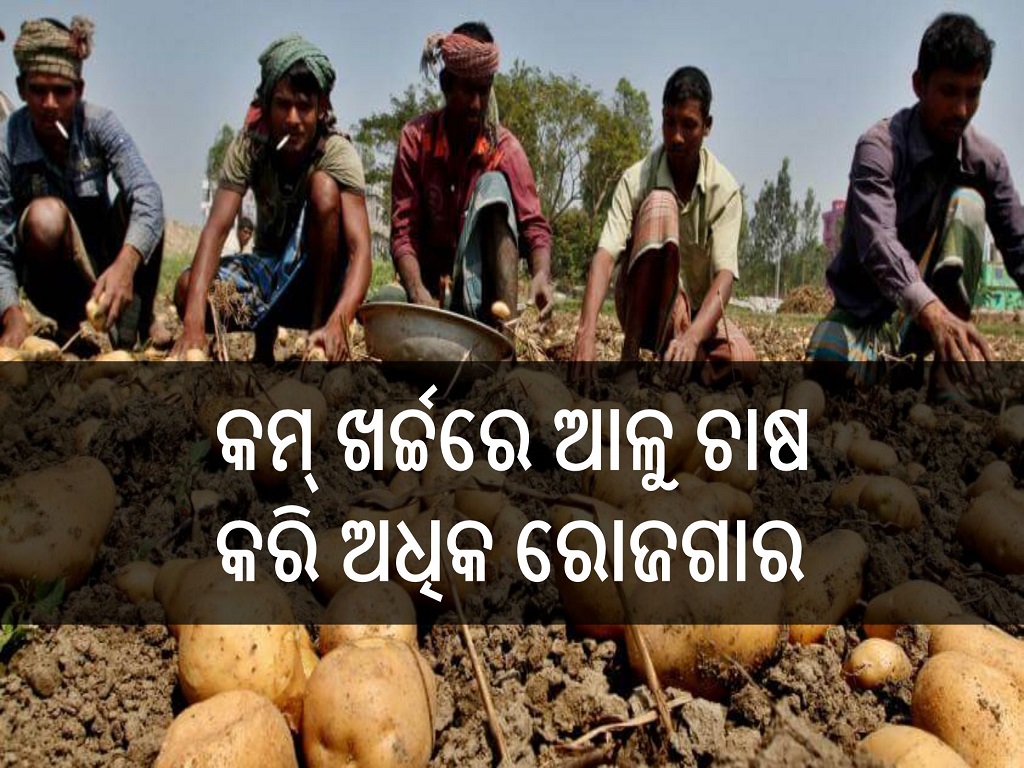 Farmers benefit from growing Potatoes