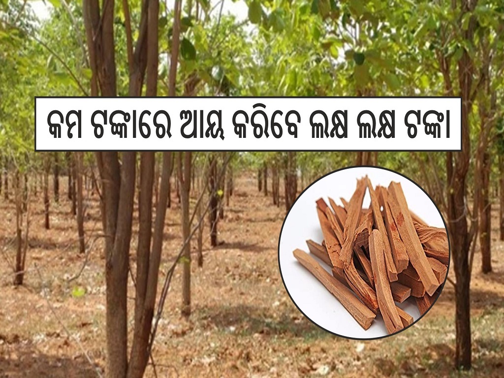 Business idea invest only 1 lakh rupees in Sandalwood Business and earn 60 lakh rupees know how