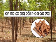 ମାତ୍ର ଏତିକି ଟଙ୍କାରୁ ଆରମ୍ଭ କରନ୍ତୁ ଏହି ବ୍ୟବସାୟ; ରୋଜଗାର କରିବେ ଲକ୍ଷ ଲକ୍ଷ ଟଙ୍କା