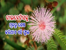 ମଧୁମେହ ରୋଗକୁ ମୂଳରୁ ଶେଷ କରିଥାଏ ଏହି ଚମତ୍କାରୀ ଫୁଲ,ଜାଣନ୍ତୁ...