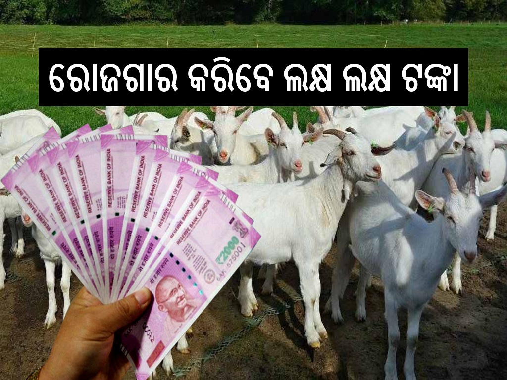 Start Goat Farming business with small amount money earn 2 lakh rupees monthly check details