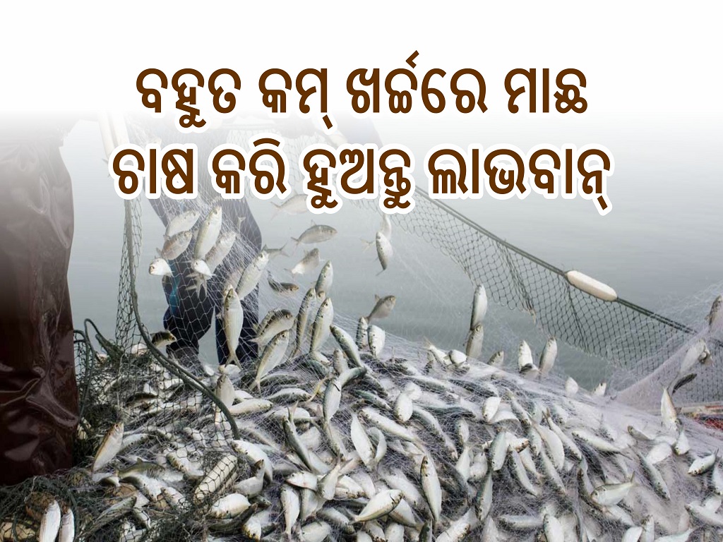 It is beneficial to cultivate fish at a very low cost