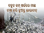 କମ୍ ଖର୍ଚ୍ଚରେ କିପରି କରିବେ ମାଛ ଚାଷ ଜାଣିଛନ୍ତି କି ? ଜାଣନ୍ତୁ...