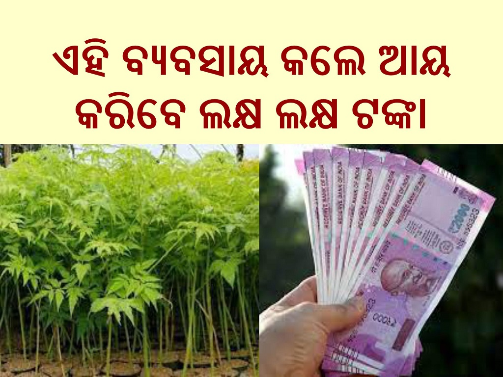 Business idea start Malabar Neem Farming with low investment earn lakh rupees