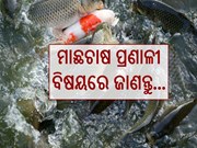 ଖରାଦିନେ କିପରି କରିବେ ମତ୍ସ୍ୟପାଳନ, ଜାଣନ୍ତୁ...