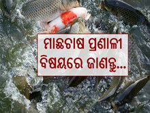 ଖରାଦିନେ କିପରି କରିବେ ମତ୍ସ୍ୟପାଳନ, ଜାଣନ୍ତୁ... ଖରାଦିନେ କିପରି କରିବେ ମତ୍ସ୍ୟପାଳନ, ଜାଣନ୍ତୁ...