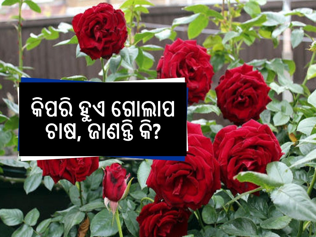 millionaire bharat cultivates roses