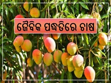 ଜୈବିକ ପଦ୍ଧତିରେ ଚାଷ କରି ଆୟ କରିବେ ଲକ୍ଷ ଲକ୍ଷ ଟଙ୍କା,ଜାଣନ୍ତୁ... ଜୈବିକ ପଦ୍ଧତିରେ ଚାଷ କରି ଆୟ କରିବେ ଲକ୍ଷ ଲକ୍ଷ ଟଙ୍କା,ଜାଣନ୍ତୁ...