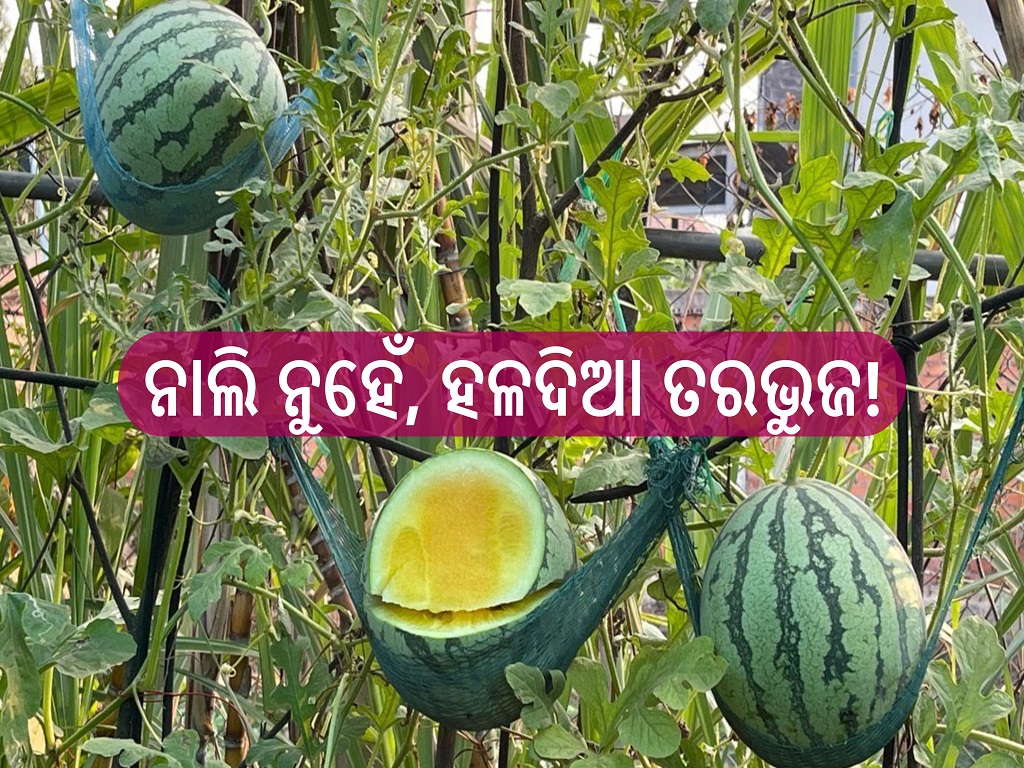special story yellow watermelon farming