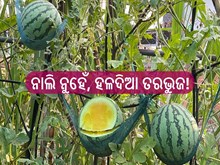  ନାଲି ନୁହେଁ, ହଳଦିଆ ତରଭୁଜ! ରୋଜଗାର କରିବେ ଲକ୍ଷ ଲକ୍ଷ ଟଙ୍କା 