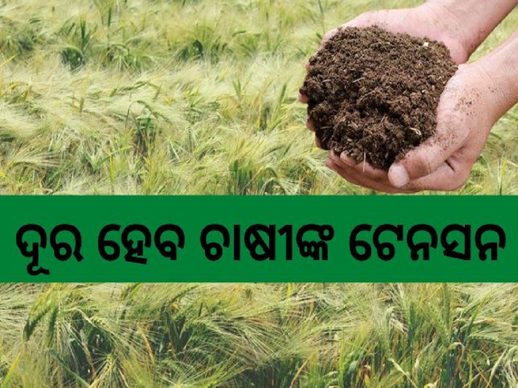 good news for farmers phosphate rich organic manure prom will become an alternative to dap fertilizer