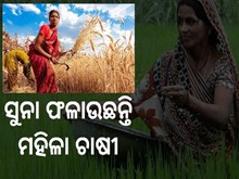 କୃଷି କ୍ଷେତ୍ରରେ ମହିଳାଙ୍କ କମାଲ  କୃଷି କ୍ଷେତ୍ରରେ ମହିଳାଙ୍କ କମାଲ