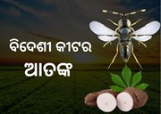 ଚାଷ ଜମିରେ ବିଦେଶୀ କୀଟ ମାଇଲବଗର ଆତଙ୍କ