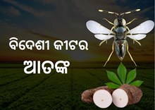 ଚାଷ ଜମିରେ ବିଦେଶୀ କୀଟ ମାଇଲବଗର ଆତଙ୍କ