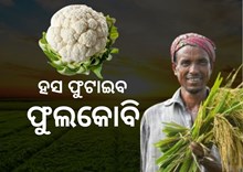 ଚାଷୀଙ୍କ ଭାଗ୍ୟ ଖୋଲିବ ଫୁଲକୋବି ! ଚାଷୀଙ୍କ ଭାଗ୍ୟ ଖୋଲିବ ଫୁଲକୋବି !