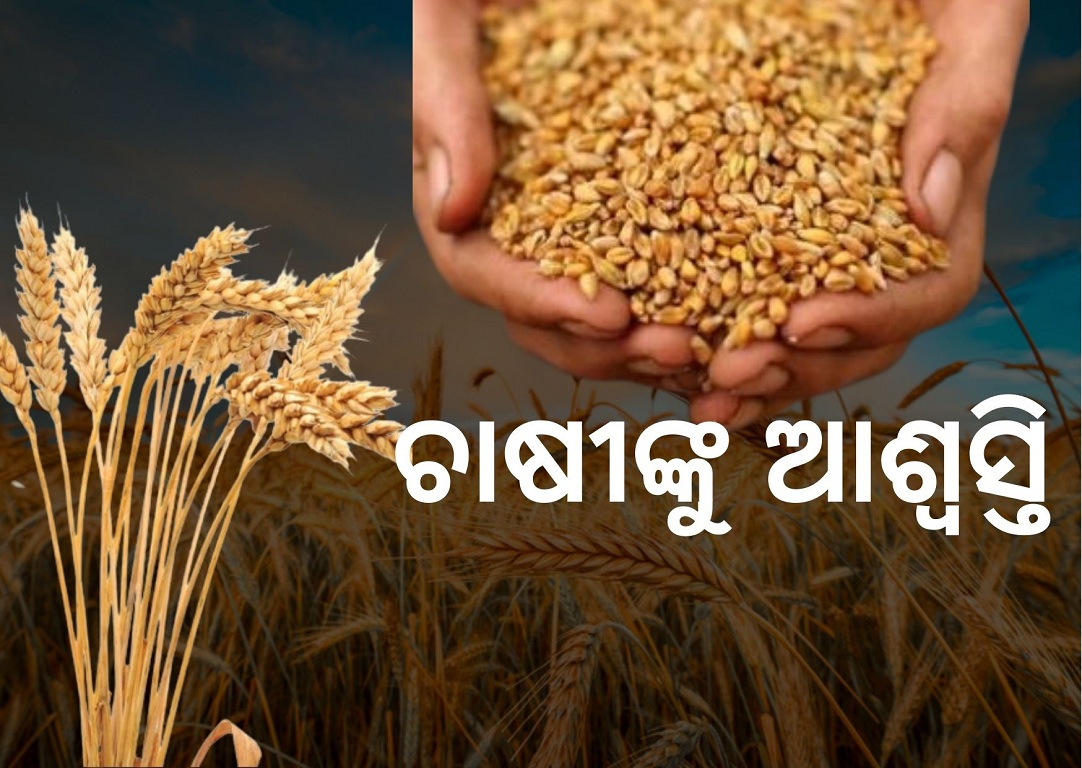 big relief for farmers now modi government will buy also poor quality wheat in MSP rate