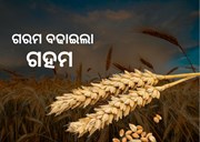 ବିଶ୍ବରେ ବଢିଲା ଗହମ ଦର! ଅନେକ ଦେଶରେ ଖାଦ୍ୟ ସଙ୍କଟର କଳା ବାଦଲ