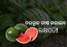 ତରଭୁଜ ଚାଷ କରି ହେବେ ଲକ୍ଷପତି,ଜାଣନ୍ତୁ ପ୍ରଣାଳୀ ତରଭୁଜ ଚାଷ କରି ହେବେ ଲକ୍ଷପତି,ଜାଣନ୍ତୁ ପ୍ରଣାଳୀ