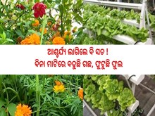 ବିନା ମାଟିରେ ବଢୁଛି ଗଛ,ଫୁଟୁଛି ଫୁଲ; ହେବେ ଲାଭବାନ  ବିନା ମାଟିରେ ବଢୁଛି ଗଛ,ଫୁଟୁଛି ଫୁଲ; ହେବେ ଲାଭବାନ