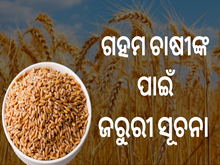 ଗହମ ଚାଷ ପାଇଁ କେନ୍ଦ୍ର ସରକାରଙ୍କ ଜରୁରୀ ସୂଚନା,ଜାଣନ୍ତୁ... 