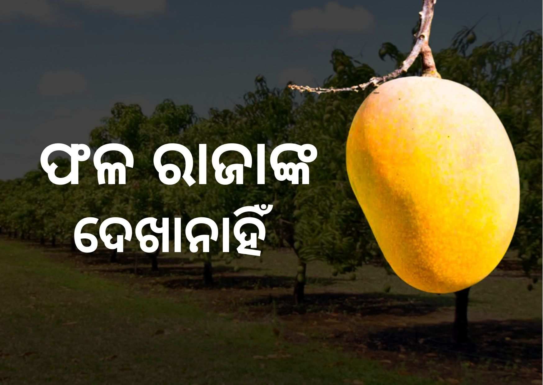 Mango production declines by nearly 60 percent
