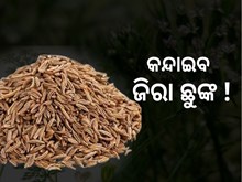 ଜିରାରେ ଲାଗିଲା ମହଙ୍ଗା ଛୁଙ୍କ, ଆକାଶ ଛୁଆଁ ଦର ଜିରାରେ ଲାଗିଲା ମହଙ୍ଗା ଛୁଙ୍କ, ଆକାଶ ଛୁଆଁ ଦର