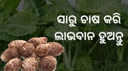 ସାରୁ ଚାଷ କରିବାକୁ ଚାହୁଁଛନ୍ତି କି? ଜାଣି ରଖନ୍ତୁ ସମ୍ପୂର୍ଣ ବିଧି 