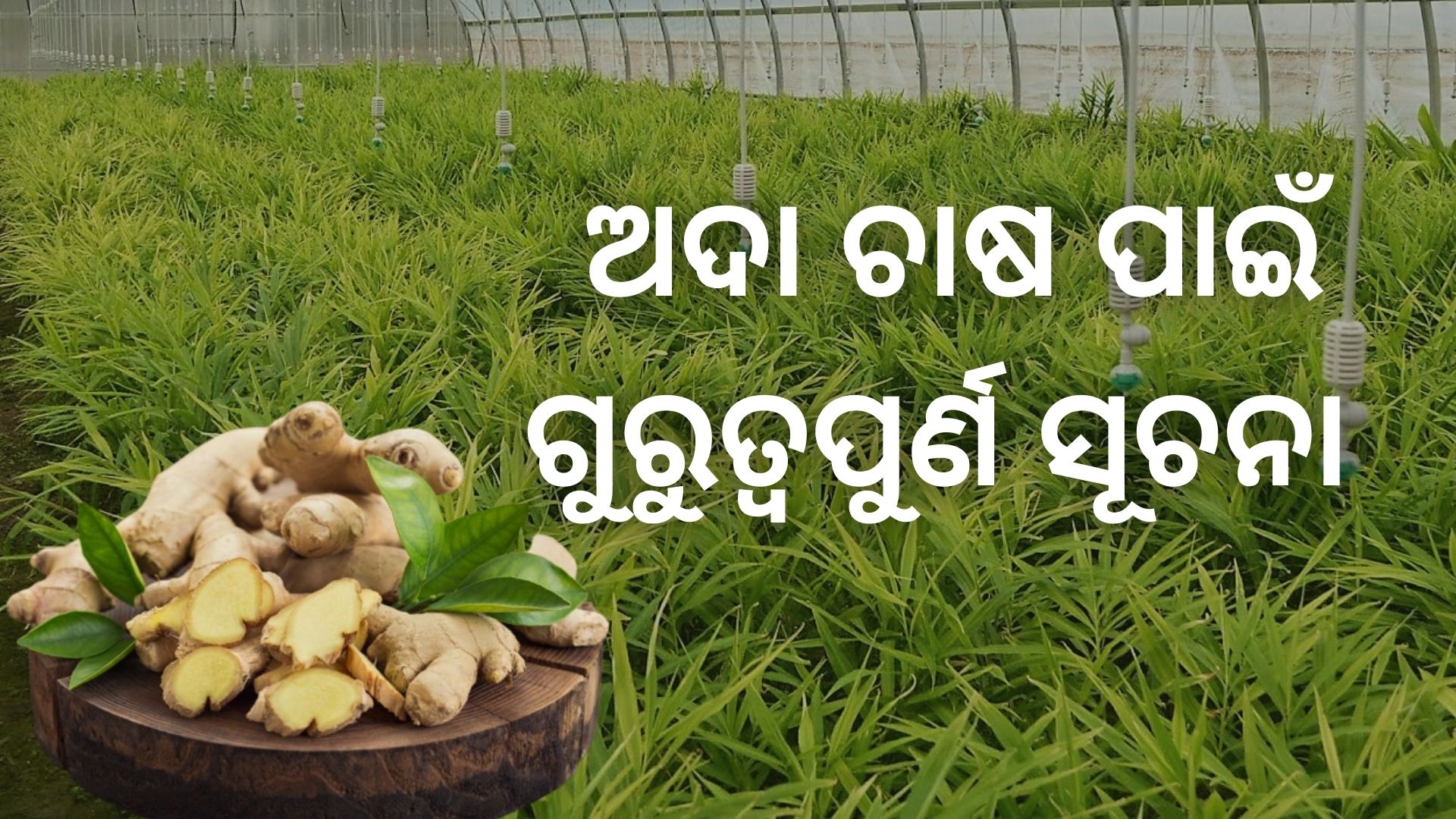 Know about ginger cultivation
