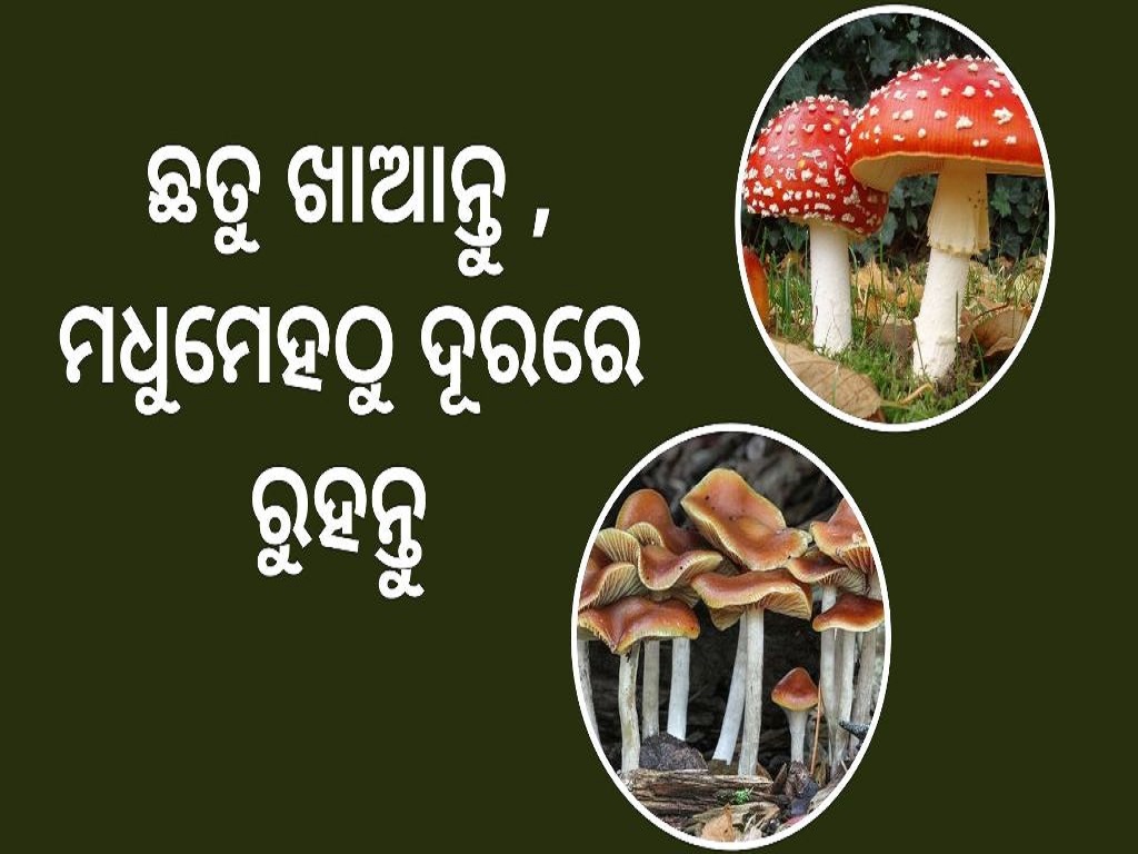 Magic Mushroom  is Medicine fo diabetic patient