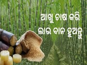 ବ୍ୟବସାୟ ବଢାଇବ ଆଖୁ, ଆୟ କରିବେ ଲକ୍ଷ ଲକ୍ଷ ଟଙ୍କା
