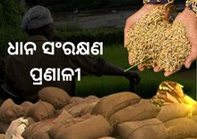 କିଭଳି କରିବେ ଧାନ ସଂରକ୍ଷଣ, ଜାଣନ୍ତୁ... କିଭଳି କରିବେ ଧାନ ସଂରକ୍ଷଣ, ଜାଣନ୍ତୁ...