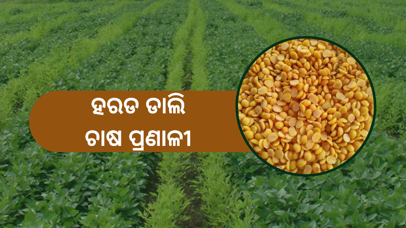 know about how to do arhar daal cultivation