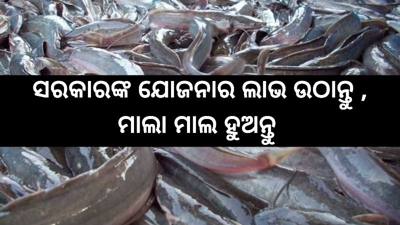 Odisha government scheme for fish farming