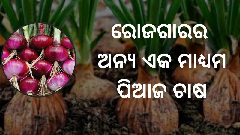 Know about  onion farming nd harvest