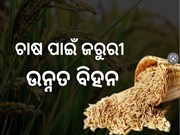 ଧାନ ଚାଷ ପାଇଁ କେମିତି ବାଛିବେ ଉନ୍ନତମାନର ବିହନ, ଜାଣନ୍ତୁ...