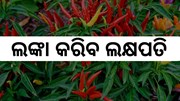 ଲଙ୍କା କରିବ ଲକ୍ଷପତି , ଜାଣନ୍ତୁ ଚାଷର ଉପାୟ...
